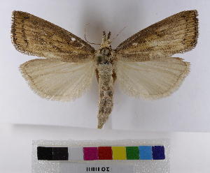  ( - AMSww06147)  @11 [ ] CreativeCommons  Attribution NonCommercial (2018) Andrew Mitchell Australian Museum