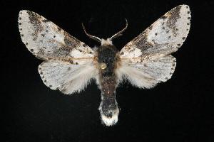  (Furcula borealis - 06-SUSA-0009)  @14 [ ] CreativeCommons - Attribution (2010) CBG Photography Group Centre for Biodiversity Genomics