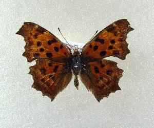  (Polygonia c-aureum - SWC-09-5028)  @13 [ ] CreativeCommons - Attribution Non-Commercial No Derivatives (2009) Kim Mitter University of Maryland