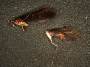  ( - MS1149)  @12 [ ] Unspecified (default): All Rights Reserved  Unspecified Unspecified
