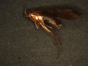  ( - MS1164)  @12 [ ] Unspecified (default): All Rights Reserved  Unspecified Unspecified