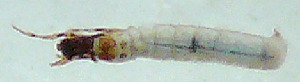  ( - JOS172)  @12 [ ] Unspecified (default): All Rights Reserved  Unspecified Unspecified
