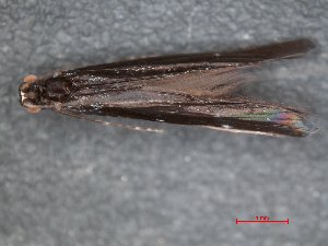  ( - MS1332)  @12 [ ] Unspecified (default): All Rights Reserved  Unspecified Unspecified