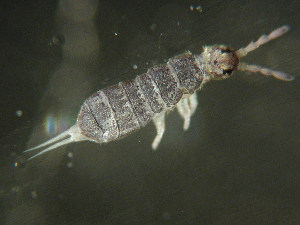  ( - 442_11)  @11 [ ] CreativeCommons - Attribution Non-Commercial (2025) Ulrich Burkhardt Soil Organism Research