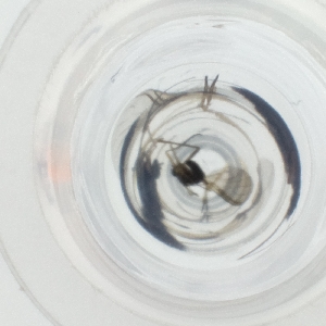  ( - LUHW_003_E12)  @11 [ ] by  Genome Research Ltd as Wellcome Sanger Institute Genome Research Limited operating as Wellcome Sanger Institute