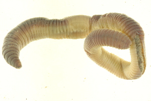  ( - CE6406)  @13 [ ] CreativeCommons - Attribution (2010) CBG Photography Group Centre for Biodiversity Genomics