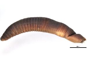  ( - CE4884)  @13 [ ] CreativeCommons - Attribution (2010) CBG Photography Group Centre for Biodiversity Genomics