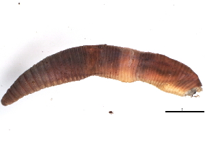  ( - CE4885)  @13 [ ] CreativeCommons - Attribution (2010) CBG Photography Group Centre for Biodiversity Genomics