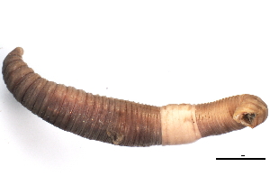 ( - CE4982)  @13 [ ] CreativeCommons - Attribution (2010) CBG Photography Group Centre for Biodiversity Genomics
