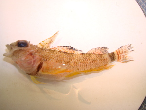  (Helcogrammoides cunninghami - CNP Helcun01 BN1)  @11 [ ] CreativeCommons - Attribution Non-Commercial (2013) Lujan Villanueva-Gomila CESIMAR-CONICET