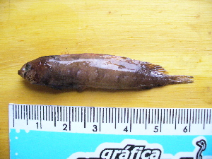  ( - CNP Ribeig01 BN6)  @11 [ ] CreativeCommons - Attribution Non-Commercial (2013) Lujan Villanueva-Gomila CESIMAR-CONICET