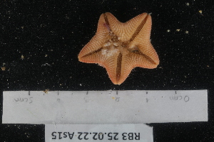  (Asterina fimbriata - RB3_As15)  @11 [ ] Unspecified (default): All Rights Reserved  Unspecified Unspecified