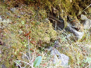  (Lepidoziales - EDNA25-0073422)  @11 [ ] CreativeCommons  Attribution Non-Commercial Share-Alike (2026) David Bell Royal Botanic Garden Edinburgh