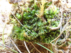  (Metzgeriales - EDNA25-0073432)  @11 [ ] CreativeCommons  Attribution Non-Commercial Share-Alike (2026) David Bell Royal Botanic Garden Edinburgh