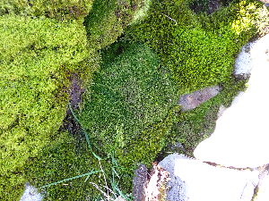  ( - EDNA24-0067873)  @11 [ ] CreativeCommons  Attribution Non-Commercial Share-Alike (2025) David Belll Royal Botanic Garden Edinburgh