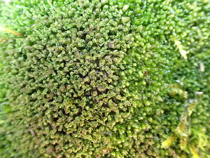  ( - EDNA24-0067873)  @11 [ ] CreativeCommons  Attribution Non-Commercial Share-Alike (2025) David Belll Royal Botanic Garden Edinburgh