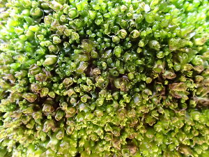  ( - EDNA24-0067873)  @11 [ ] CreativeCommons  Attribution Non-Commercial Share-Alike (2025) David Belll Royal Botanic Garden Edinburgh