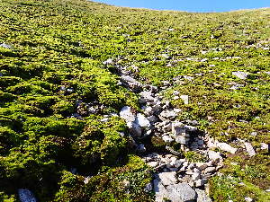  ( - EDNA24-0067873)  @11 [ ] CreativeCommons  Attribution Non-Commercial Share-Alike (2025) David Belll Royal Botanic Garden Edinburgh