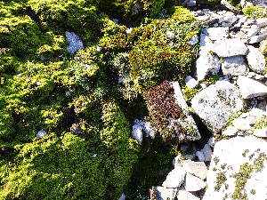  ( - EDNA24-0067873)  @11 [ ] CreativeCommons  Attribution Non-Commercial Share-Alike (2025) David Belll Royal Botanic Garden Edinburgh