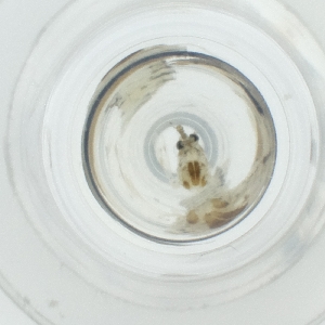  ( - LWTC_004_C7)  @11 [ ] by  Genome Research Ltd as Wellcome Sanger Institute Genome Research Limited operating as Wellcome Sanger Institute