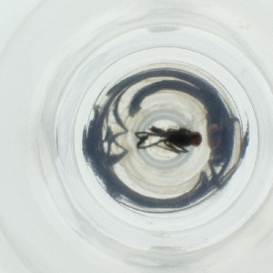  ( - LWTC_007_F2)  @11 [ ] by  Genome Research Ltd as Wellcome Sanger Institute Genome Research Limited operating as Wellcome Sanger Institute