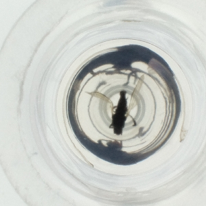  ( - LWTC_007_H2)  @11 [ ] by  Genome Research Ltd as Wellcome Sanger Institute Genome Research Limited operating as Wellcome Sanger Institute