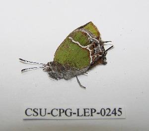  (Callophrys xami - CSU-CPG-LEP-0245)  @13 [ ] Copyright (2009) Paul Opler Colorado State University