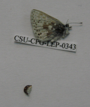  ( - CSU-CPG-LEP-0343)  @12 [ ] Copyright (2009) Paul Opler Colorado State University