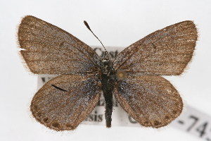  (Plebejus lupini complex - CSU-CPG-LEP-0713)  @11 [ ] CreativeCommons - Attribution (2009) Unspecified Unspecified