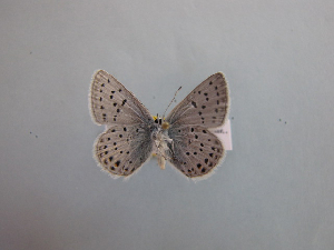  ( - CSU-CPG-LEP-0863)  @13 [ ] Copyright (2009) Paul Opler Colorado State University