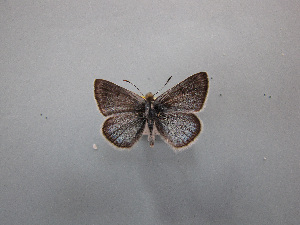  ( - CSU-CPG-LEP-0928)  @13 [ ] Copyright (2009) Paul Opler Colorado State University