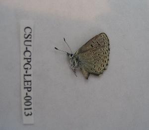  (Euphilotes glaucon - CSU-CPG-LEP-0013)  @12 [ ] Copyright (2009) Paul Opler Colorado State University