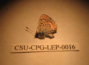  ( - CSU-CPG-LEP-0016)  @13 [ ] Copyright (2009) Paul Opler Colorado State University