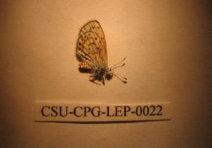  ( - CSU-CPG-LEP-0022)  @12 [ ] Copyright (2009) Paul Opler Colorado State University