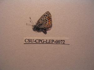  ( - CSU-CPG-LEP-0072)  @13 [ ] Copyright (2009) Paul Opler Colorado State University