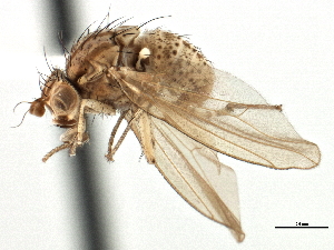  (Poecilolycia browni - CCDB-21321-B01)  @11 [ ] CreativeCommons - Attribution (2014) CBG Photography Group Centre for Biodiversity Genomics