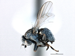  ( - CCDB-21321-D04)  @13 [ ] CreativeCommons - Attribution (2014) CBG Photography Group Centre for Biodiversity Genomics