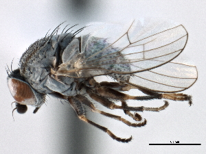  ( - CCDB-21321-D05)  @14 [ ] CreativeCommons - Attribution (2014) CBG Photography Group Centre for Biodiversity Genomics
