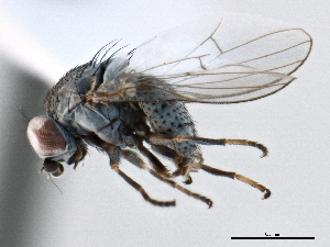  ( - CCDB-21321-D06)  @13 [ ] CreativeCommons - Attribution (2014) CBG Photography Group Centre for Biodiversity Genomics