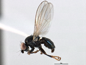  ( - CCDB-21321-F05)  @11 [ ] CreativeCommons - Attribution (2014) CBG Photography Group Centre for Biodiversity Genomics