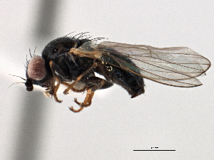  ( - CCDB-21321-F07)  @11 [ ] CreativeCommons - Attribution (2014) CBG Photography Group Centre for Biodiversity Genomics