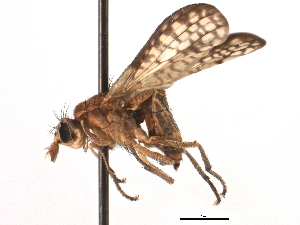  ( - CCDB-21321-H11)  @11 [ ] CreativeCommons - Attribution (2014) CBG Photography Group Centre for Biodiversity Genomics