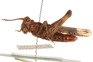  (Psinidia amplicornis - CCDB-21322-H04)  @11 [ ] CreativeCommons - Attribution (2014) CBG Photography Group Centre for Biodiversity Genomics