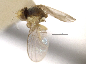  (Phytoliriomyza clara - CCDB-21326-C10)  @11 [ ] CreativeCommons - Attribution (2014) CBG Photography Group Centre for Biodiversity Genomics