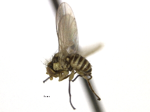 (Phytoliriomyza conspicua - CCDB-21326-D04)  @15 [ ] CreativeCommons - Attribution (2014) CBG Photography Group Centre for Biodiversity Genomics