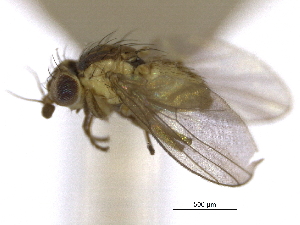  (Phytoliriomyza depricei - CCDB-21326-D08)  @11 [ ] CreativeCommons - Attribution (2014) CBG Photography Group Centre for Biodiversity Genomics