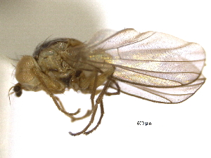  (Phytoliriomyza leechi - CCDB-21326-E01)  @11 [ ] CreativeCommons - Attribution (2014) CBG Photography Group Centre for Biodiversity Genomics