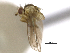  (Phytoliriomyza pacifica - CCDB-21326-E06)  @11 [ ] CreativeCommons - Attribution (2014) CBG Photography Group Centre for Biodiversity Genomics