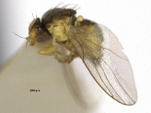  (Phytoliriomyza pulchella - CCDB-21326-E10)  @13 [ ] CreativeCommons - Attribution (2014) CBG Photography Group Centre for Biodiversity Genomics