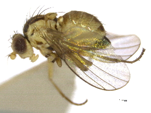  (Phytoliriomyza triangulata - CCDB-21326-F03)  @11 [ ] CreativeCommons - Attribution (2014) CBG Photography Group Centre for Biodiversity Genomics